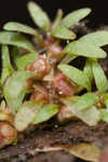 Shortseed waterwort